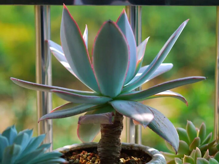 多肉广寒宫,轻盈飘逸,仙气十足,大型多肉植物当中的美丽仙子