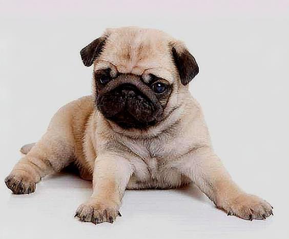 被毛美观,平滑,柔软,短,而有光泽,既不坚硬,也不能像羊毛,颜色是银色