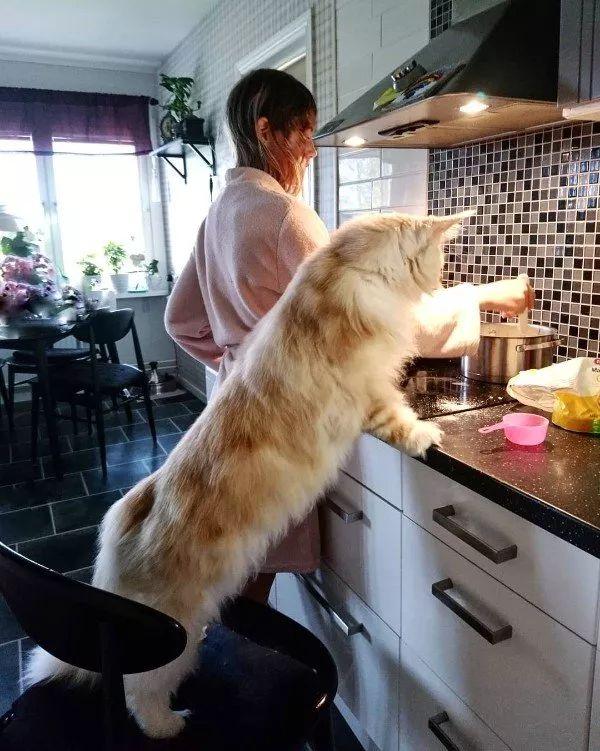 看看这只巨大的家养猫!