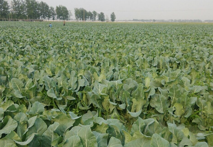 花菜种苗 - 2020年最新商品信息聚合专区 - 百度爱采购