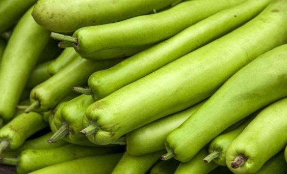 有没有见过蒲瓜是怎么长出来的呢?