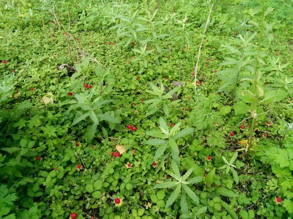 1种野果,人称"地杨梅",又叫蛇莓,能"止血,治蛇毒",别踩