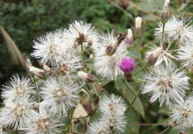 野茼蒿和蒲公英最相似的花,并且可以食用,行气养生