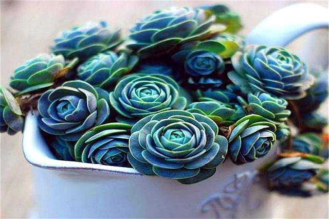 多肉子持莲华晶莹嫩绿有诀窍,做好这4点,颜色喜人,轻松爆盆