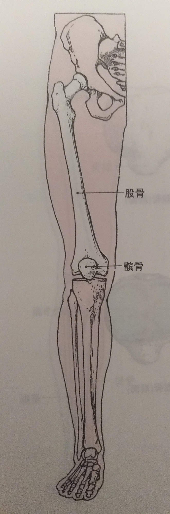 膝盖损伤"髌骨关节痛 恢复方案