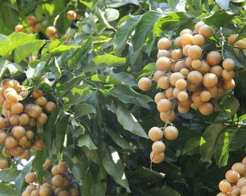 中华说种植:这样种出来的黄皮,产量会更高