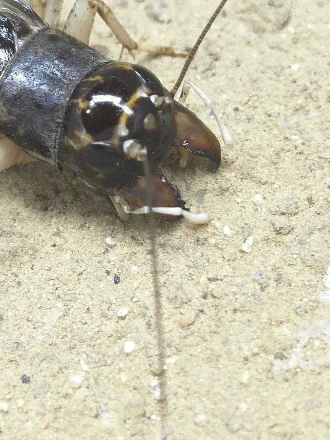 蟋蟀鉴赏:红牙黄