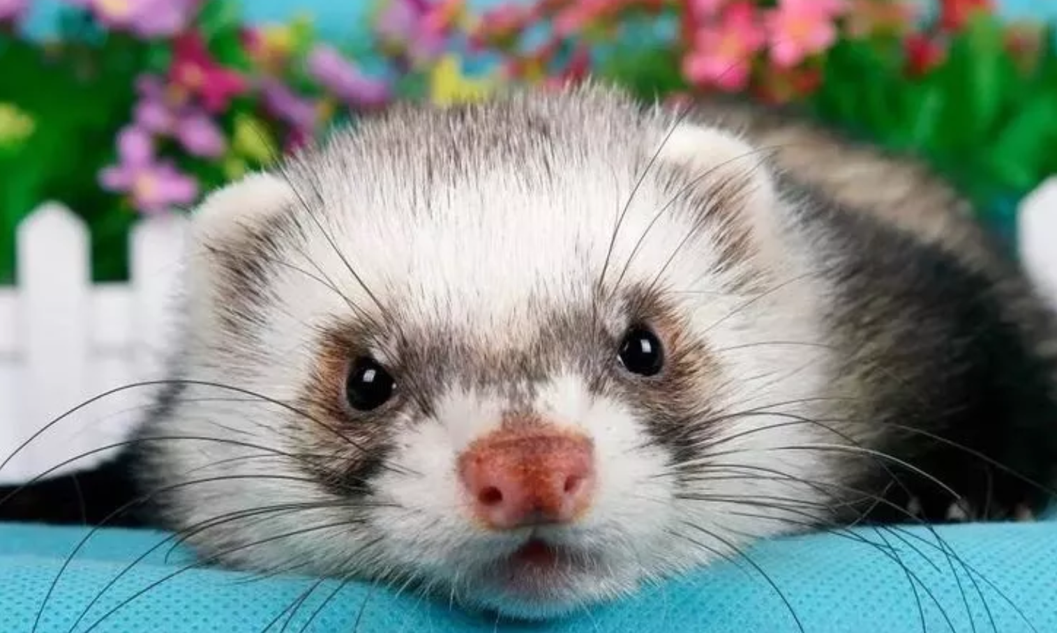 宠物貂越来越多人喜爱:外形像只大老鼠,其实生活习惯和猫咪相同