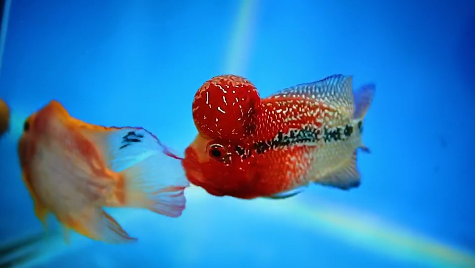 泰国罗汉鱼泰金5到6cm大苗,品质精品