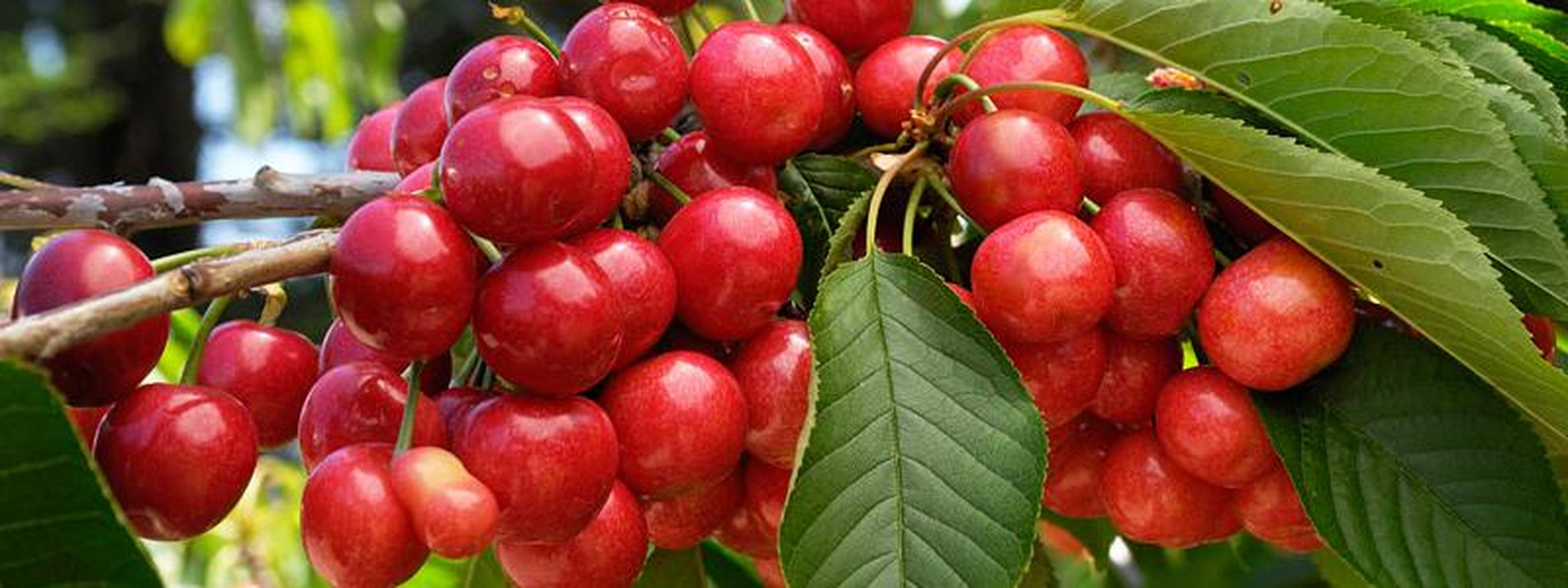 城市身边事#【北京市美食】通州大樱桃,北京市通州区特产.