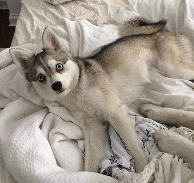 永远惊吓模样的二哈,每张萌照都让人笑翻,特别是小时候