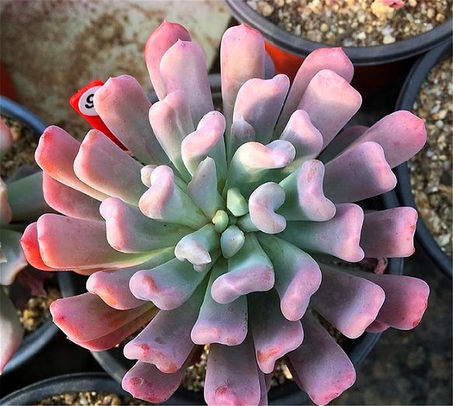 多肉中的"爱神丘比特",造型独特,牢记这3招,一年四季红艳艳