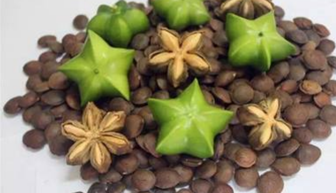 南美星油藤生长于热带森林,长什么样呢,有何特征?