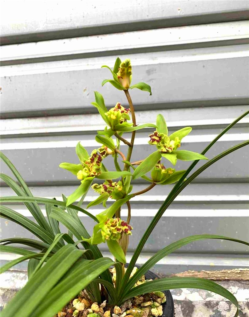 蕙兰绿牡丹,经典牡丹品种,多鼻多舌