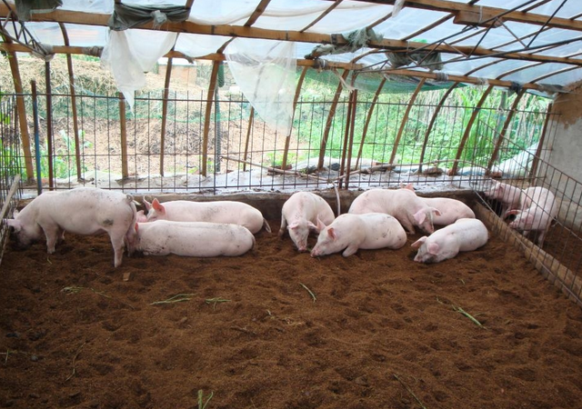 发酵床养猪有什么优点?养殖方法掌握好,养出健康小猪