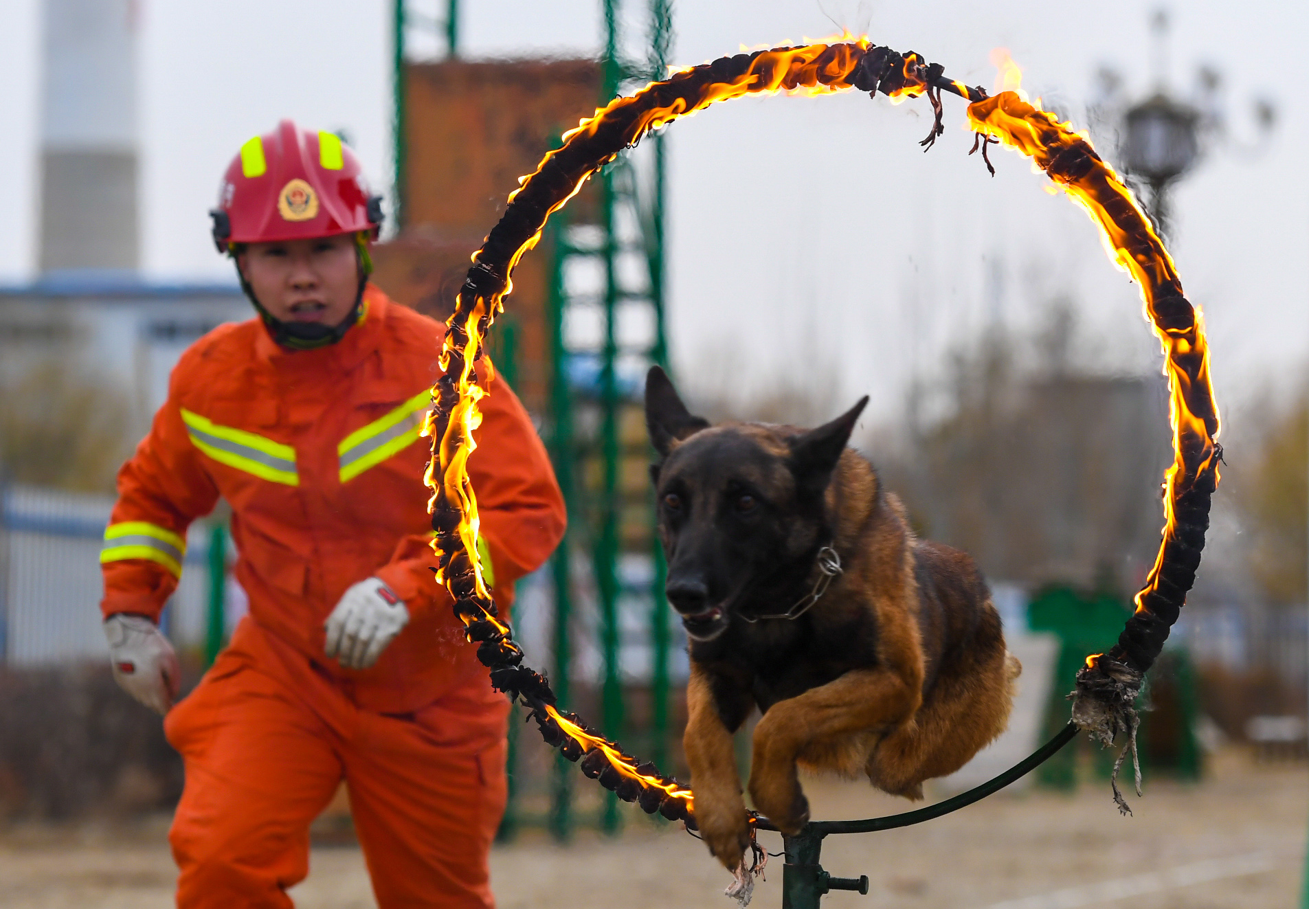 搜救犬种类图片