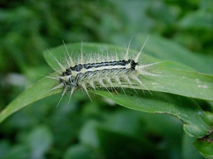农村这几种常见的虫子,你都见过没有,最后一种甚至还会危及生命