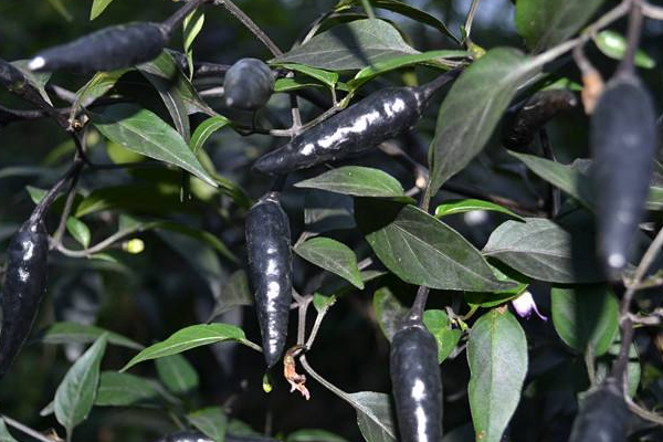 黑辣椒是什么?知道这6个点,你就了解它!