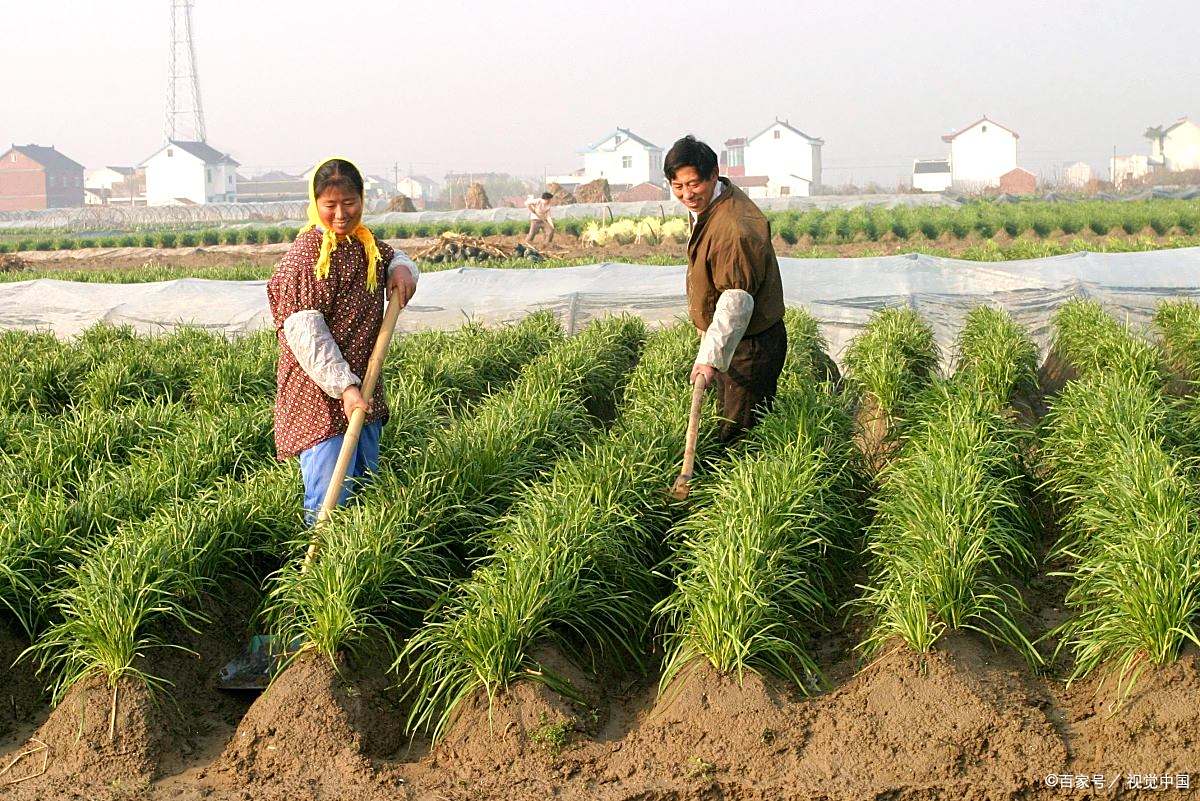 韭菜苗 - 热门商品专区
