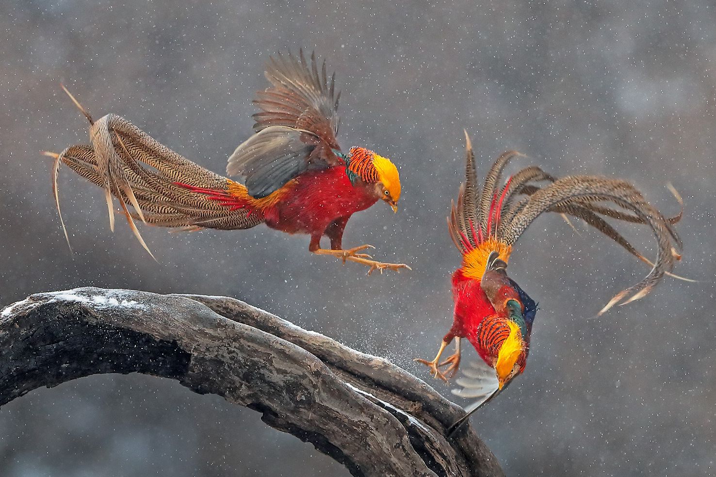 河南这个小山村近日火遍全国,因为飞来一群火凤凰