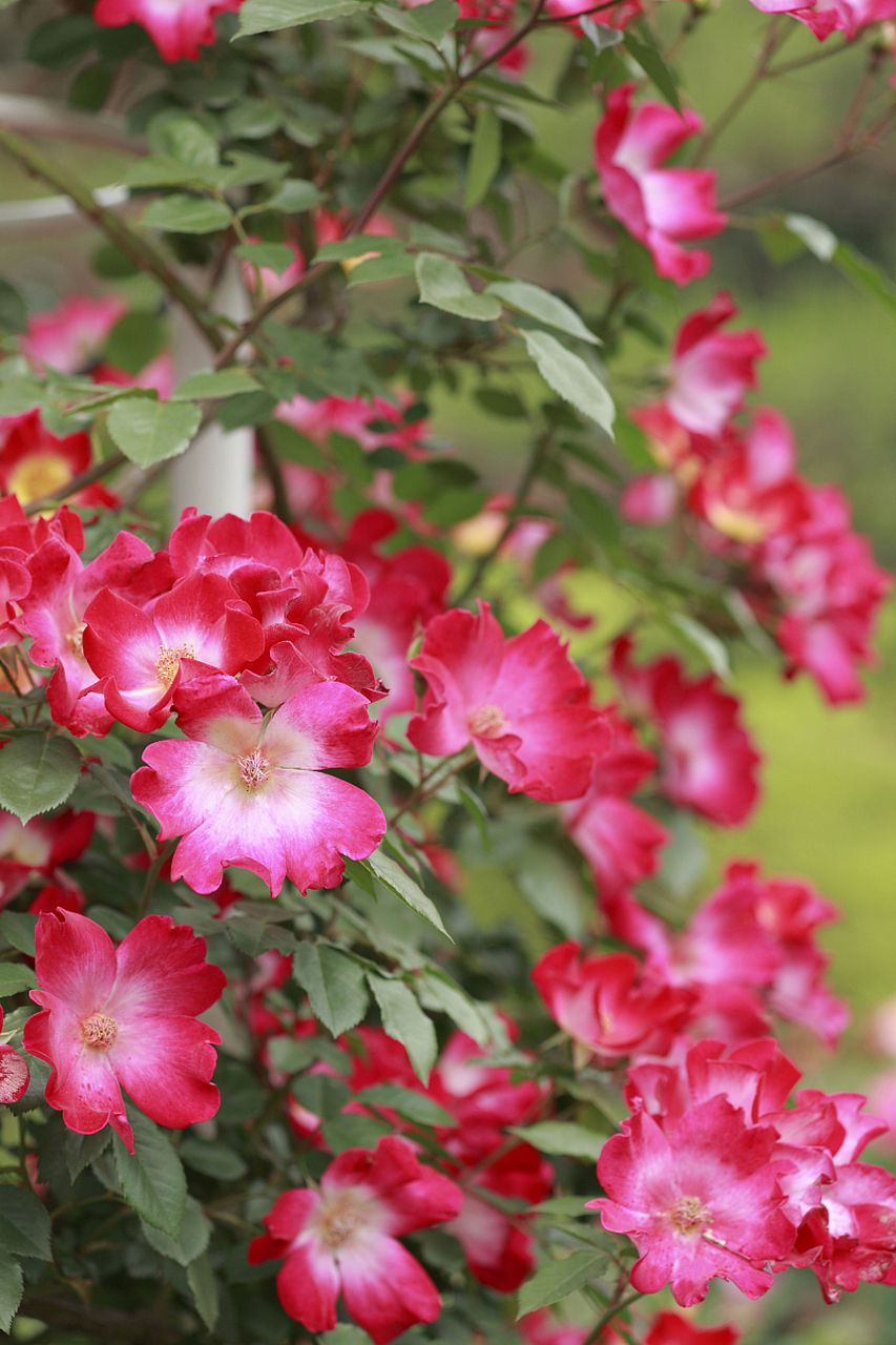 你曾经停下脚步,仔细观察过一朵木槿花吗?它有多少种色彩呢?