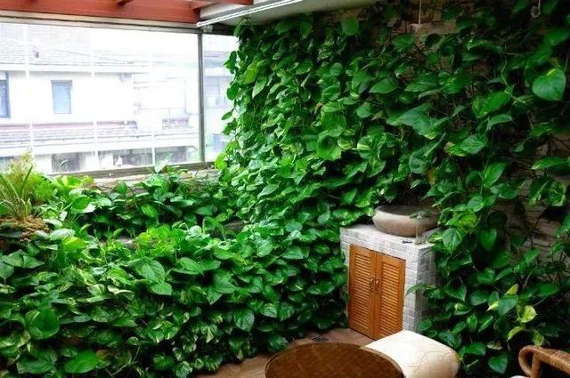 绿萝扦插,1条湿毛巾"捂一捂",3天冒"白芽",30天养成一大盆