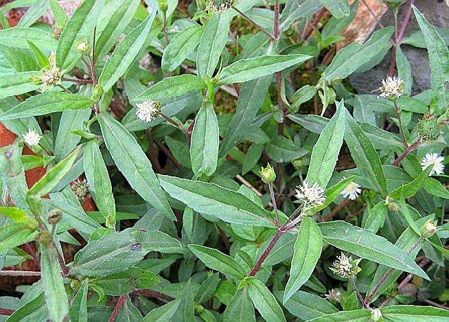 在农村有一种野草,家乡都称它"满天星",还可以散瘀消毒