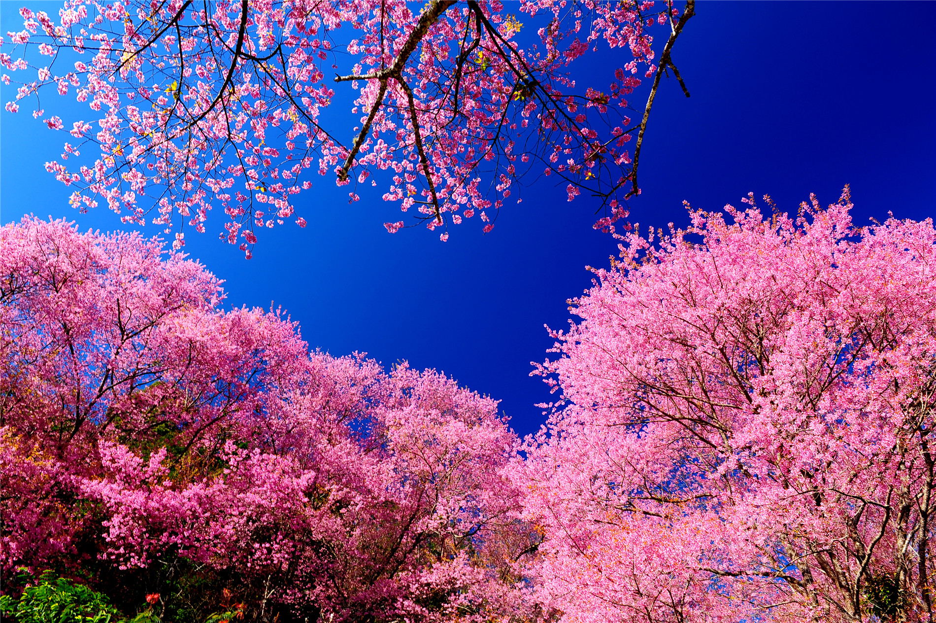 粉红色的花,美丽动人 蓝蓝的天空下是粉色的樱花,看了心生好感,心情