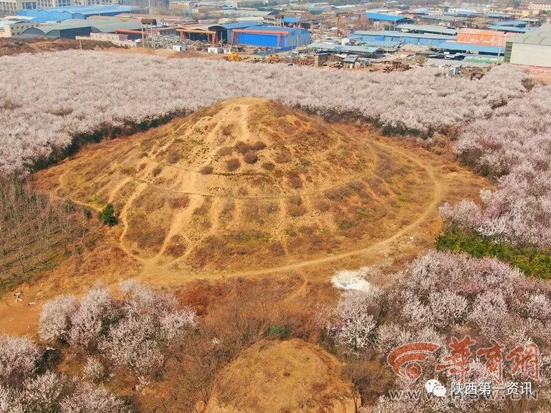 西安大府井百亩桃花林默默盛开 因防控谢绝游人参观