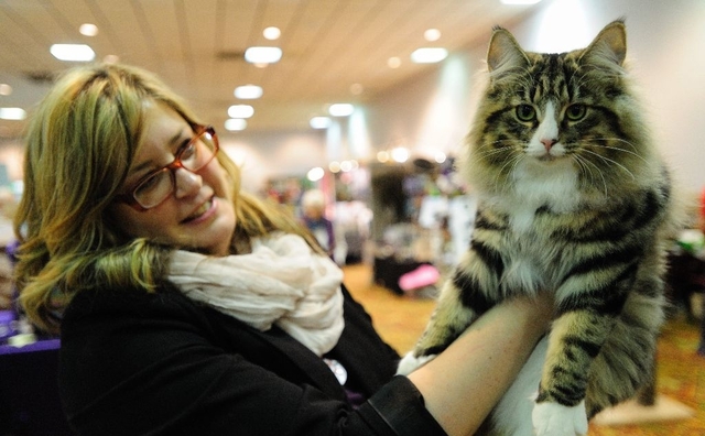 国外宠物猫咪展览,各类纯种代表,颜值各种爆表,身价甚高