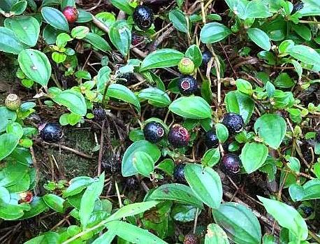 儿时回忆的各种常见野果