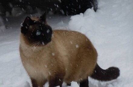 吐槽暹罗猫一遇冷就变成了黑煤球,网友看后:绝对是纯种!