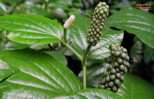 农村十大香料植物图片