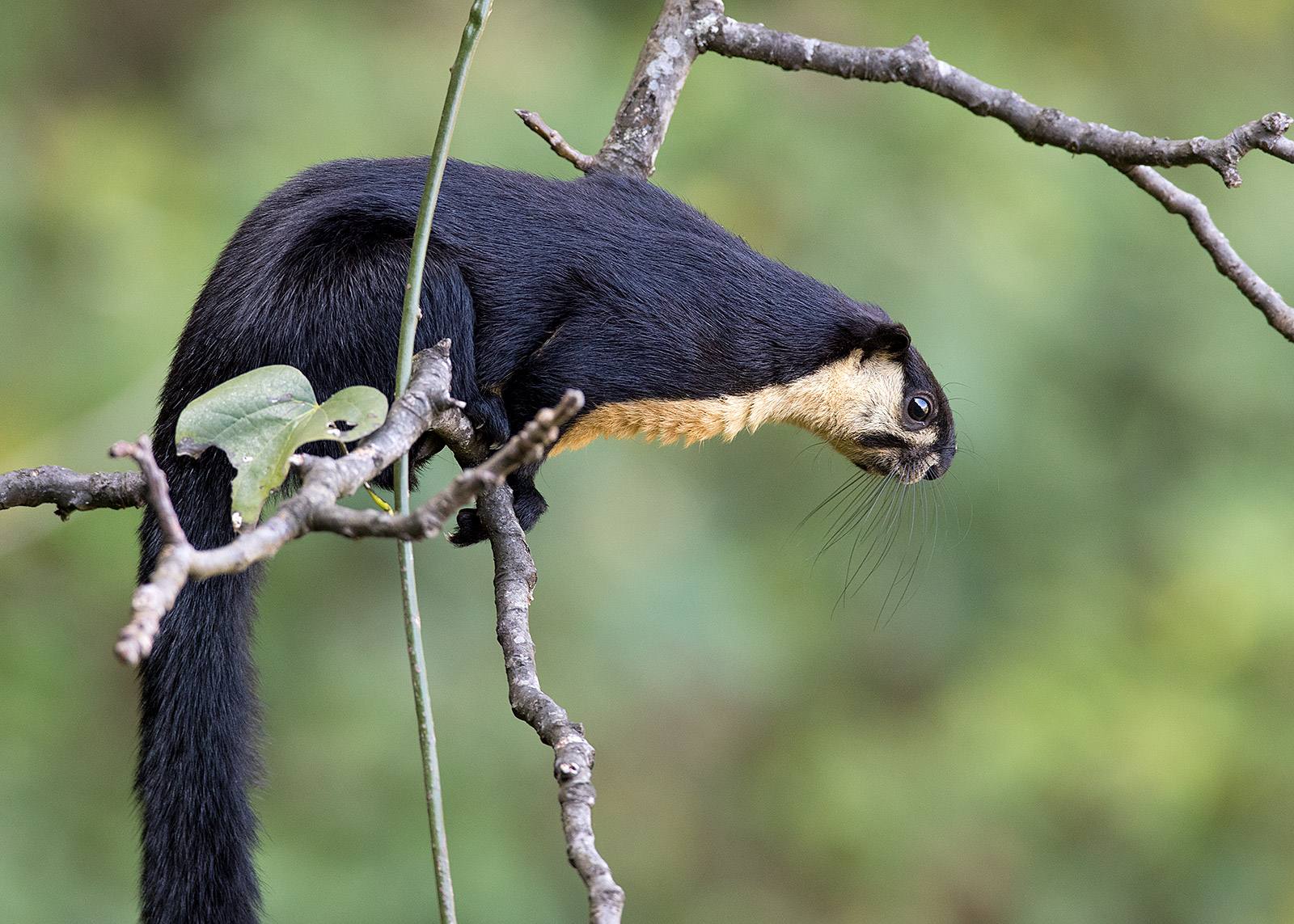 一种爬在树上的"树狗",一出现就被围观,我国广西也有它