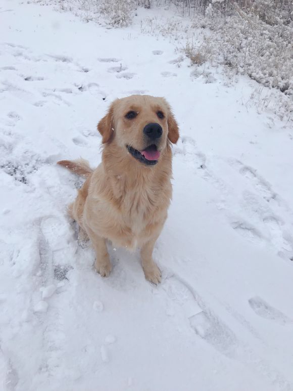 雪后带金毛出来撒欢,金毛看到雪地比网友还要开心!