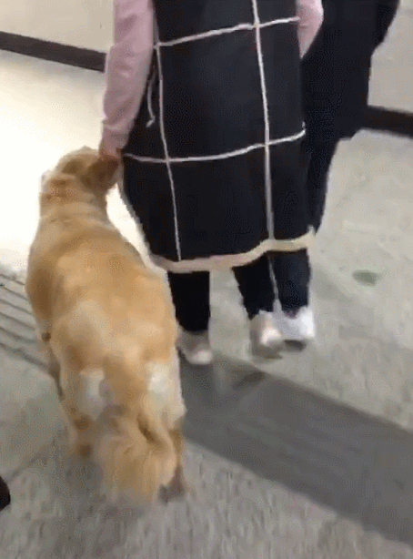 狗:哎,商量下,买个绳子遛可以不,网友:确认过体型这是