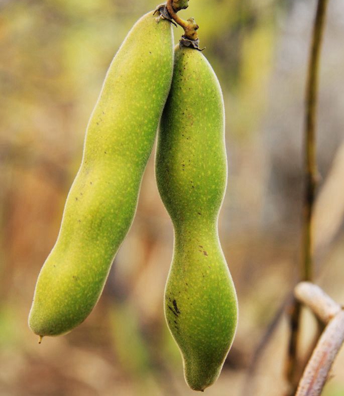 严锋:我的父亲和他的兄弟