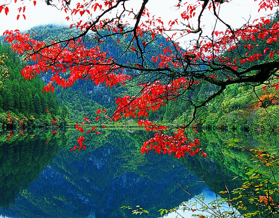 一组关于九寨沟的照片,你喜欢吗?一树红花