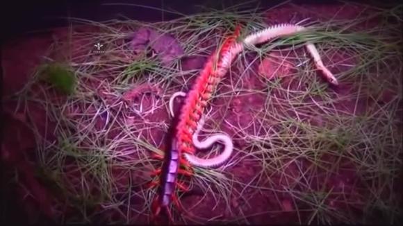 厉害了,巨型蜈蚣大战毒蛇,结果出乎意料