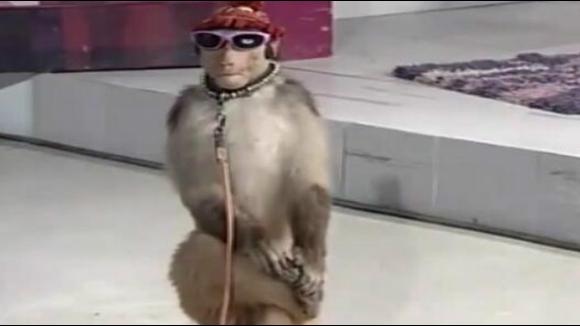 机智猴子搞怪表演:猴子翻身并跷二郎腿奇葩逗逼,笑翻