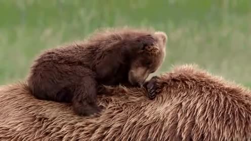 大笨熊挠痒痒姿式真奇葩,地球是你的痒痒挠吗?