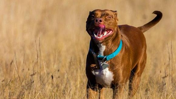 主人死去四天后 饥饿斗牛犬啃食主人尸体