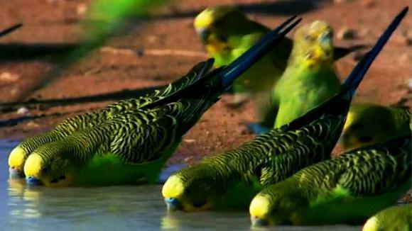 罕见的数万绿色虎皮鹦鹉飞在空中的壮观景象,犹如一片绿色的海洋