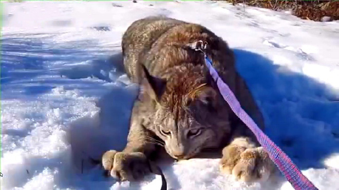 猞猁传奇:吃狼的凶猛大猫 没事拉出去遛遛 比藏獒威风百倍!