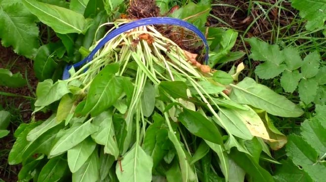 原來板藍根就是用這種野菜製成的,它能治感冒,消腫,解毒