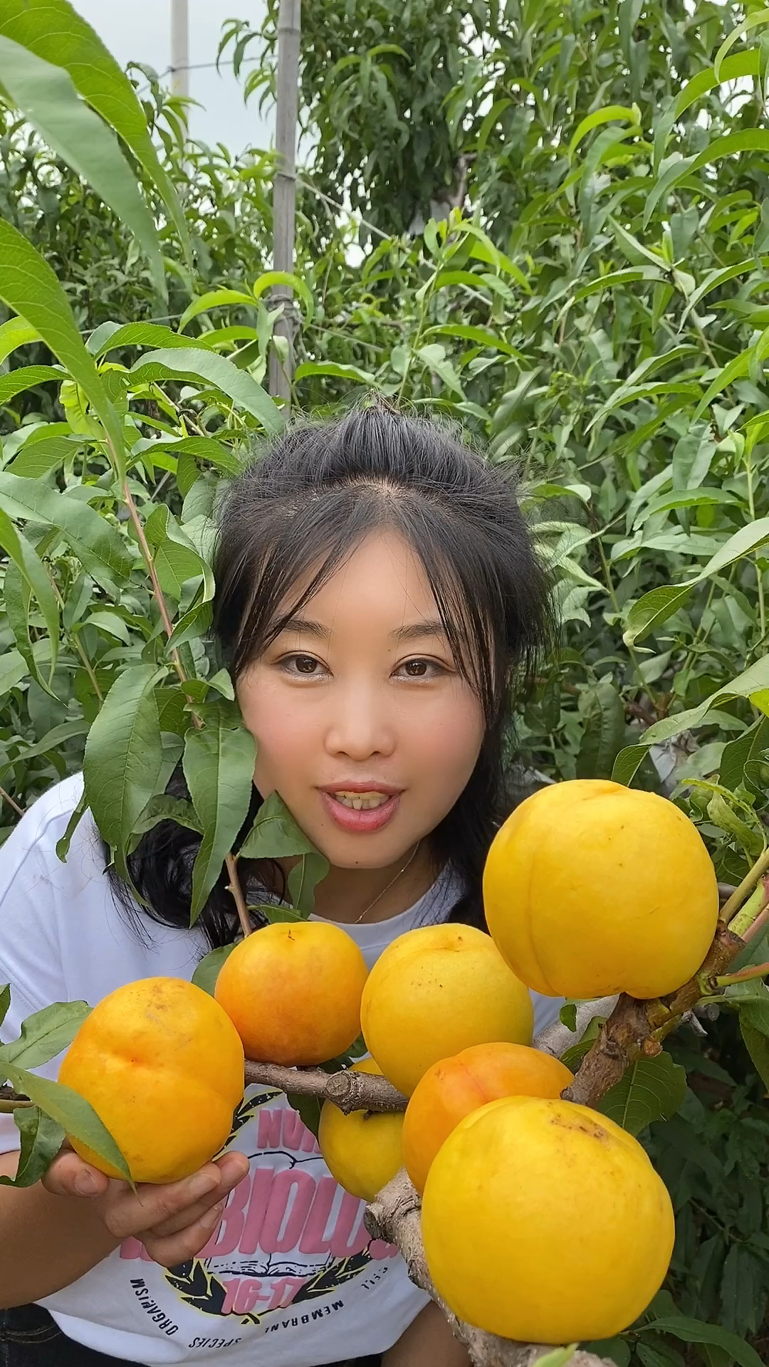 黄麻子油桃脆甜耐储