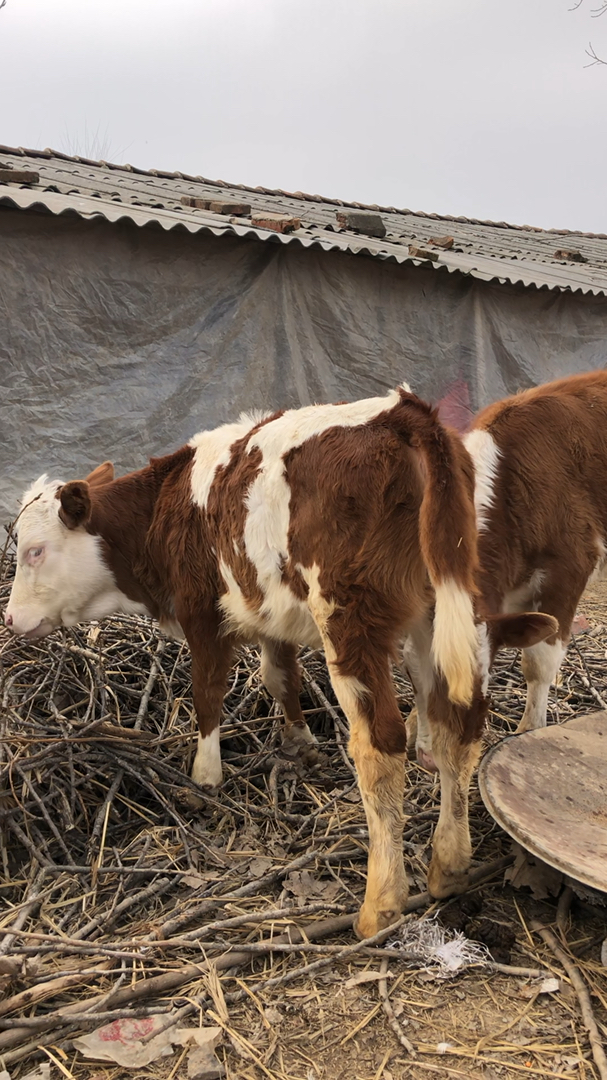 宅在家十四天挑战#天天一起玩耍的两头小牛,疫情面前不能出门,自娱自