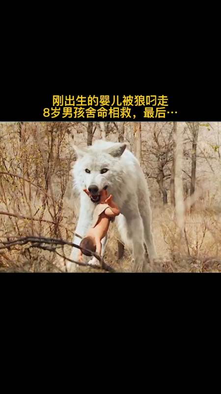 一个人生孩子就算了,还被狼叼走