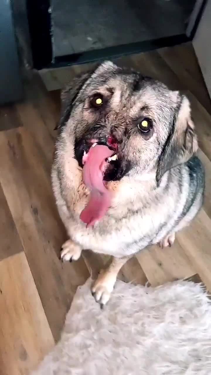 吓我一跳石化石化这狗是变异了嘛