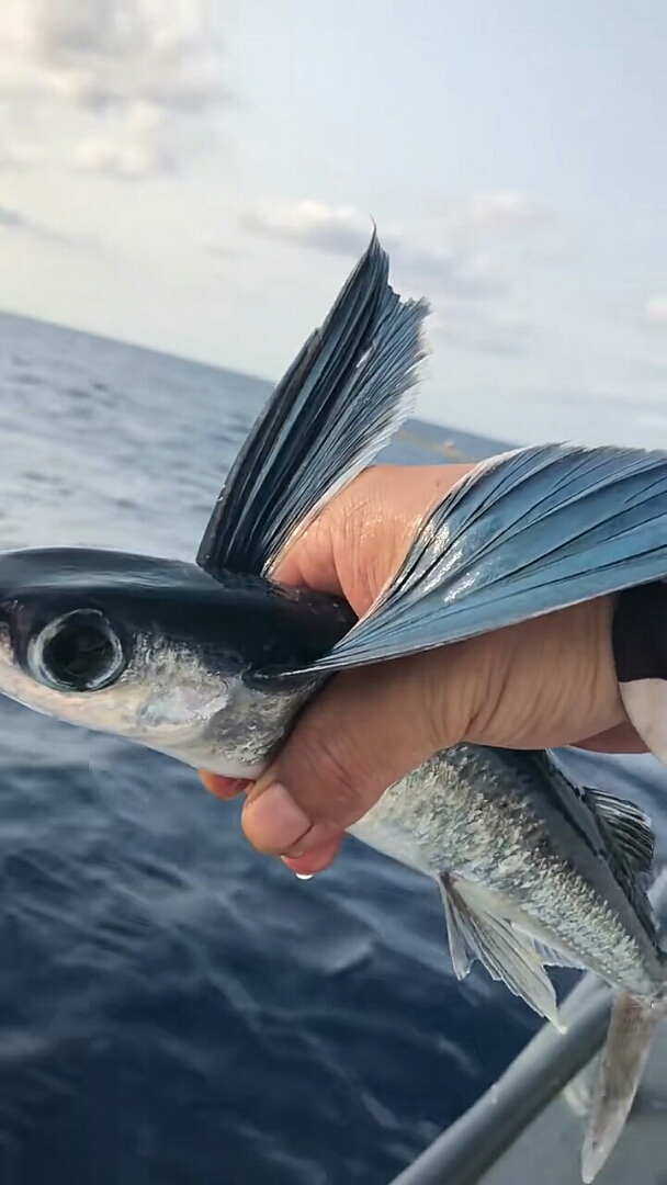 會飛的魚